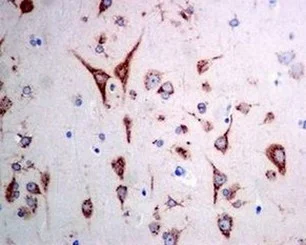 Immunohistochemistry (Formalin/PFA-fixed paraffin-embedded sections) - Anti-ERGIC3 antibody [EPR8141] - BSA and Azide free (AB248334)