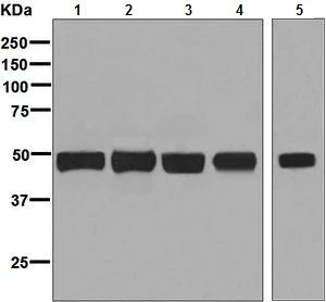 Western blot - Anti-ERGIC3 antibody [EPR8141] - BSA and Azide free (AB248334)