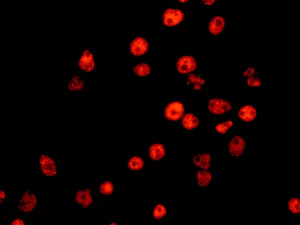 Immunocytochemistry/ Immunofluorescence - Anti-ERH antibody [EPR10830(B)] - BSA and Azide free (AB249359)