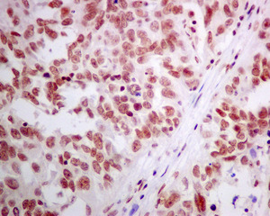 Immunohistochemistry (Formalin/PFA-fixed paraffin-embedded sections) - Anti-ERH antibody [EPR10830(B)] - BSA and Azide free (AB249359), expandable thumbnail