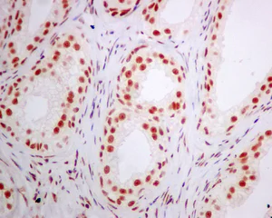 Immunohistochemistry (Formalin/PFA-fixed paraffin-embedded sections) - Anti-ERH antibody [EPR10830(B)] - BSA and Azide free (AB249359)