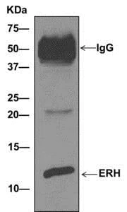 Immunoprecipitation - Anti-ERH antibody [EPR10830(B)] - BSA and Azide free (AB249359)