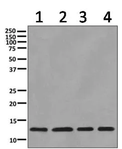 Western blot - Anti-ERH antibody [EPR10830(B)] - BSA and Azide free (AB249359)