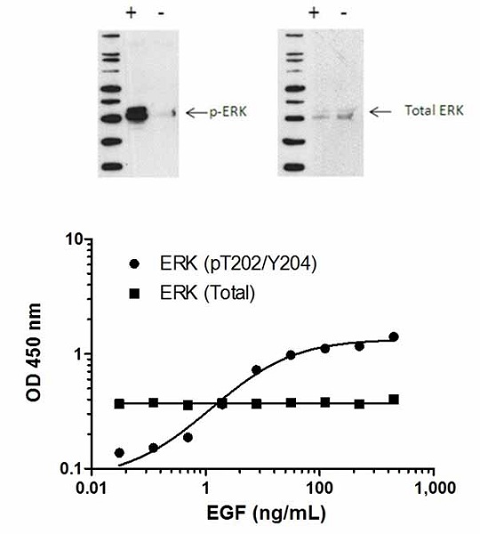 Sandwich ELISA - ERK1/2 (pT202/Y204) ELISA Kit (AB176640), expandable thumbnail