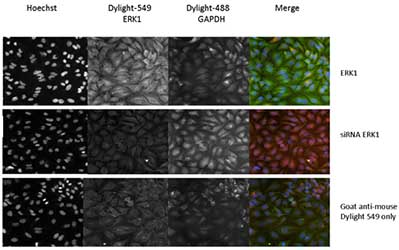 Immunocytochemistry/ Immunofluorescence - Anti-ERK1 antibody [12D11] (AB119357)