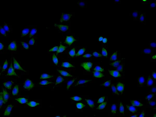 Immunocytochemistry/ Immunofluorescence - Anti-ERK1 antibody (AB227179)