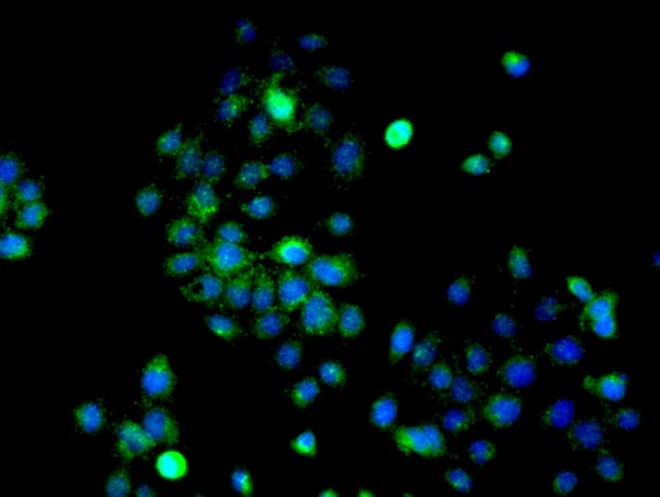 Immunocytochemistry/ Immunofluorescence - Anti-ERK1 antibody (AB227179)