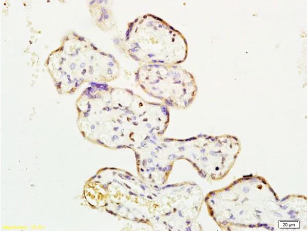 Immunohistochemistry (Formalin/PFA-fixed paraffin-embedded sections) - Anti-ERK1 antibody (AB227179)