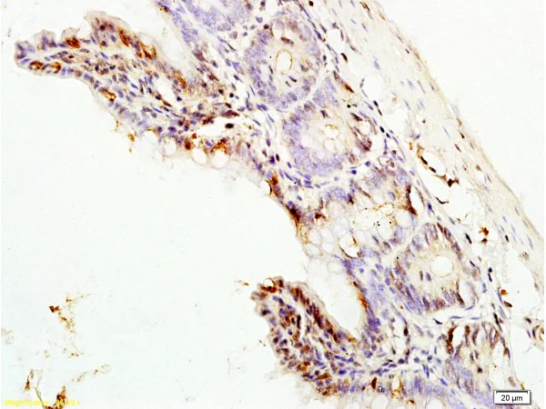 Immunohistochemistry (Formalin/PFA-fixed paraffin-embedded sections) - Anti-ERK1 antibody (AB227179)