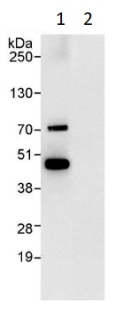 Immunoprecipitation - Anti-ERK1 antibody (AB264269), expandable thumbnail