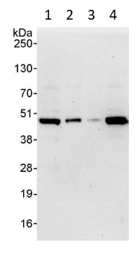 Western blot - Anti-ERK1 antibody (AB264269), expandable thumbnail