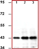 Immunoprecipitation - Anti-ERK1 antibody [E19] (AB78918)