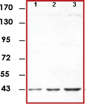 Western blot - Anti-ERK1 antibody [E19] (AB78918)