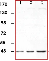 Western blot - Anti-ERK1 antibody [E19] (AB78918)