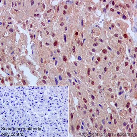 Immunohistochemistry (Formalin/PFA-fixed paraffin-embedded sections) - Anti-ERK1 antibody [EP4967] (AB109282)