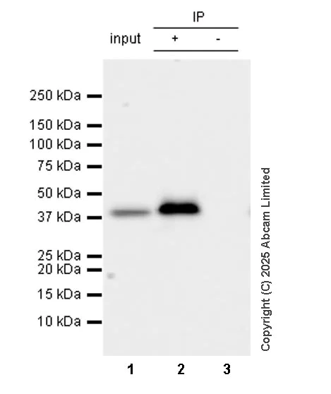Immunoprecipitation - Anti-ERK1 antibody [EP4967] (AB109282)
