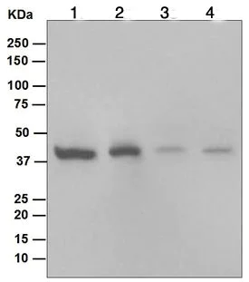 Western blot - Anti-ERK1 antibody [EP4967] (AB109282)