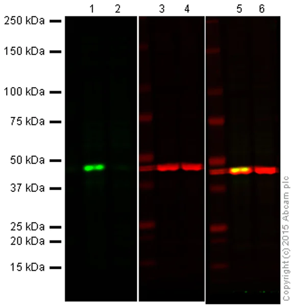 Western blot - Anti-ERK1 antibody [EP4967] (AB109282)