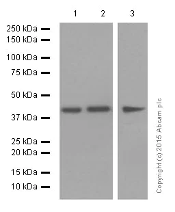Western blot - Anti-ERK1 antibody [EP4967] (AB109282)