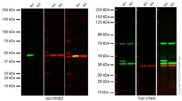 Western blot - Anti-ERK1 antibody [EP4967] (AB109282)