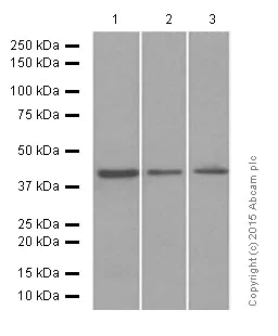Western blot - Anti-ERK1 antibody [EP4967] (AB109282)