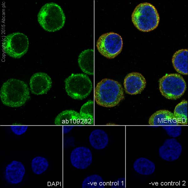 Immunocytochemistry/ Immunofluorescence - Anti-ERK1 antibody [EP4967] - BSA and Azide free (AB214169), expandable thumbnail