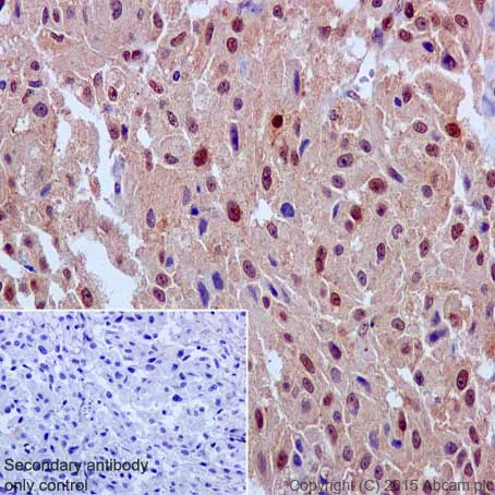 Immunohistochemistry (Formalin/PFA-fixed paraffin-embedded sections) - Anti-ERK1 antibody [EP4967] - BSA and Azide free (AB214169)