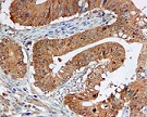 Immunohistochemistry (Formalin/PFA-fixed paraffin-embedded sections) - Anti-ERK1 antibody [EP4967] - BSA and Azide free (ab214169), expandable thumbnail