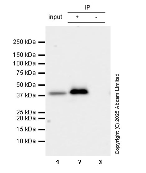 Immunoprecipitation - Anti-ERK1 antibody [EP4967] - BSA and Azide free (ab214169), expandable thumbnail