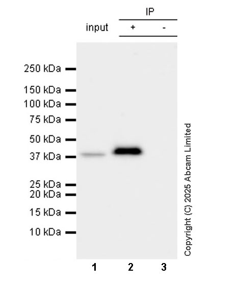 Immunoprecipitation - Anti-ERK1 antibody [EP4967] - BSA and Azide free (ab214169), expandable thumbnail