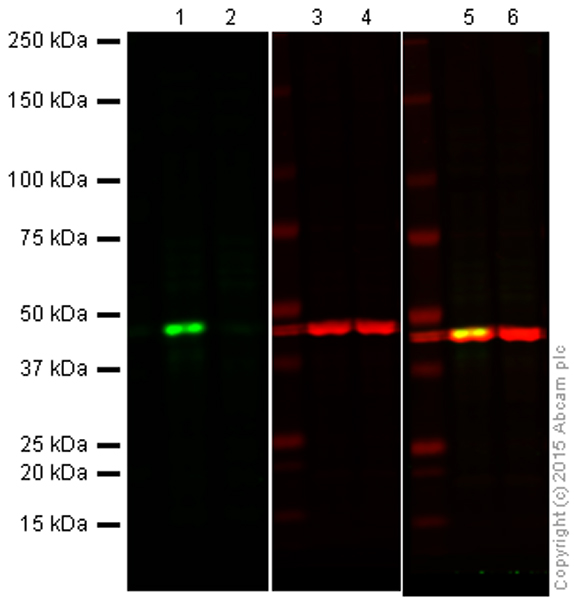 Western blot - Anti-ERK1 antibody [EP4967] - BSA and Azide free (AB214169), expandable thumbnail