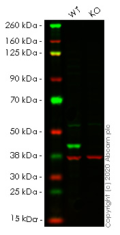 Western blot - Anti-ERK1 antibody [EP4967] - BSA and Azide free (AB214169), expandable thumbnail