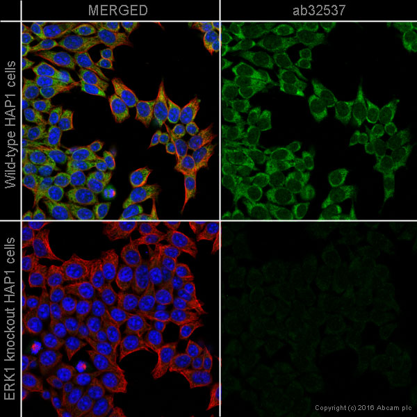 Immunocytochemistry/ Immunofluorescence - Anti-ERK1 antibody [Y72] (AB32537), expandable thumbnail
