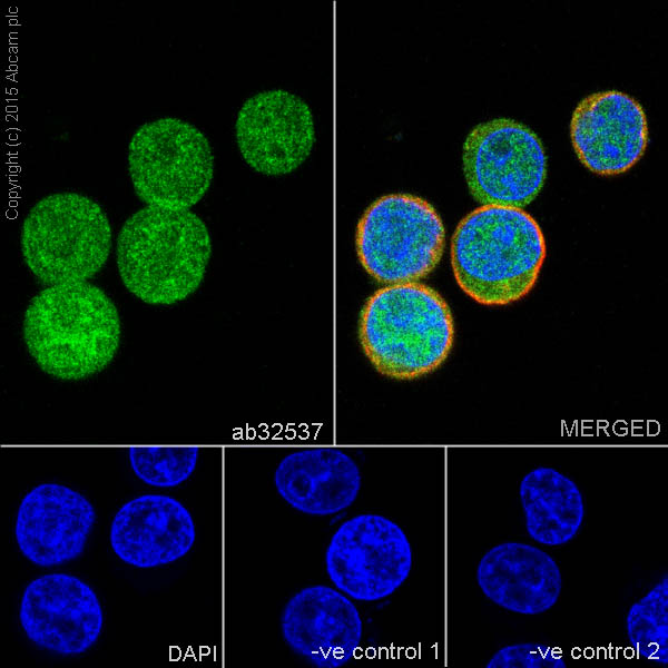 Immunocytochemistry/ Immunofluorescence - Anti-ERK1 antibody [Y72] (ab32537), expandable thumbnail