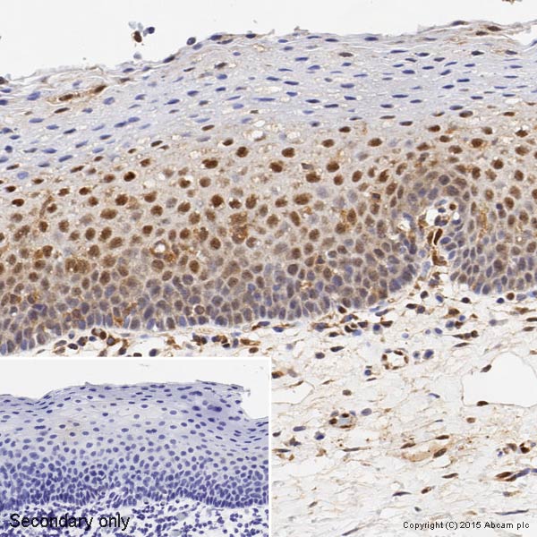 Immunohistochemistry (Formalin/PFA-fixed paraffin-embedded sections) - Anti-ERK1 antibody [Y72] (ab32537), expandable thumbnail