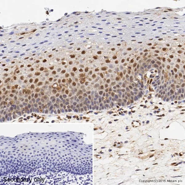 Immunohistochemistry (Formalin/PFA-fixed paraffin-embedded sections) - Anti-ERK1 antibody [Y72] (AB32537)