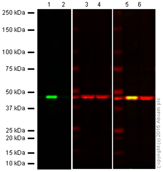 Western blot - Anti-ERK1 antibody [Y72] (AB32537), expandable thumbnail