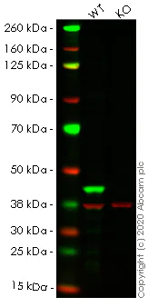 Western blot - Anti-ERK1 antibody [Y72] (AB32537)