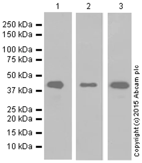 Western blot - Anti-ERK1 antibody [Y72] (AB32537)