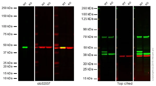 Western blot - Anti-ERK1 antibody [Y72] (AB32537)