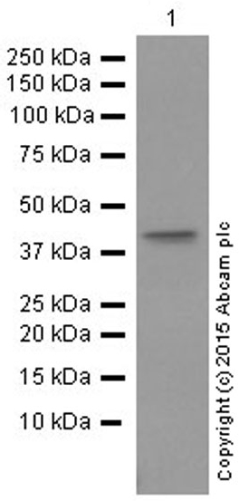 Western blot - Anti-ERK1 antibody [Y72] (ab32537), expandable thumbnail