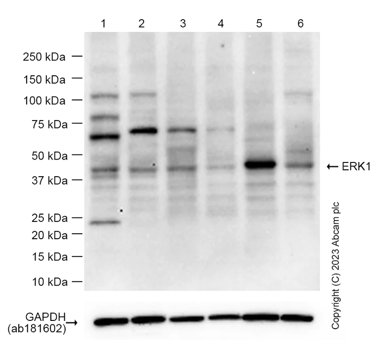 Western blot - Anti-ERK1 antibody [Y72] (AB32537)