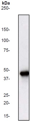 Western blot - Anti-ERK1 antibody [Y72] (ab32537), expandable thumbnail