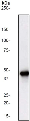 Western blot - Anti-ERK1 antibody [Y72] (AB32537)