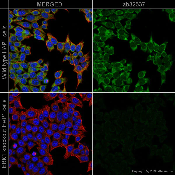 Immunocytochemistry/ Immunofluorescence - Anti-ERK1 antibody [Y72] - BSA and Azide free (AB214168)