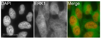 Immunocytochemistry/ Immunofluorescence - Anti-ERK1 antibody [Y72] - BSA and Azide free (AB214168)