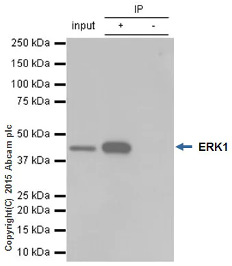 Immunoprecipitation - Anti-ERK1 antibody [Y72] - BSA and Azide free (AB214168)