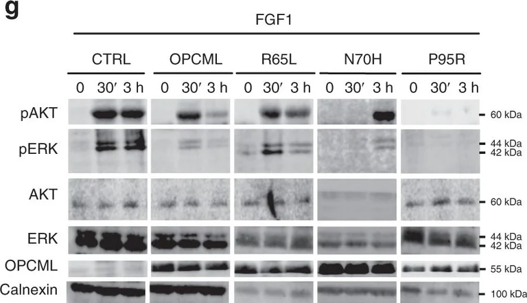 Western blot - Anti-ERK1 + ERK2 antibody (AB17942)