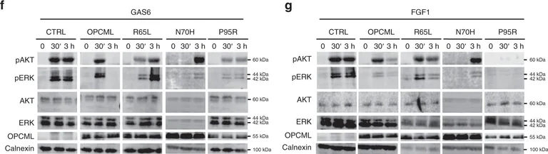 Western blot - Anti-ERK1 + ERK2 antibody (AB17942)