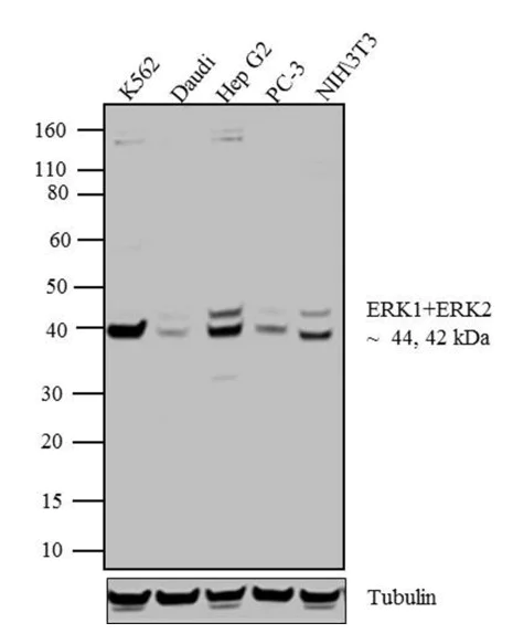 Anti-ERK1 + ERK2 antibody. Rabbit polyclonal (ab17942) | Abcam